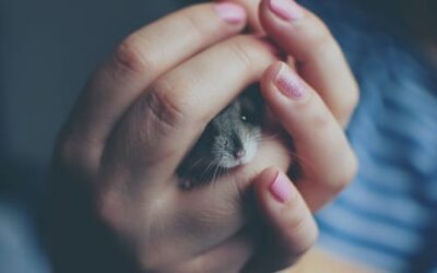 Tech News : Hamster Crypto-Croaks